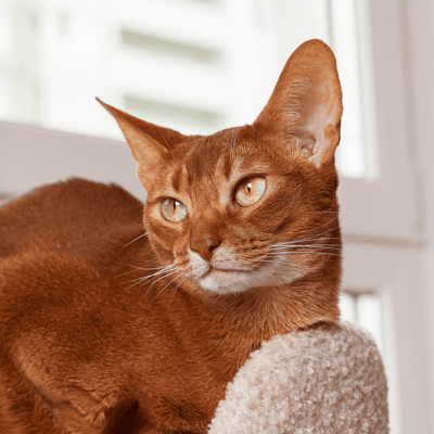 Gato