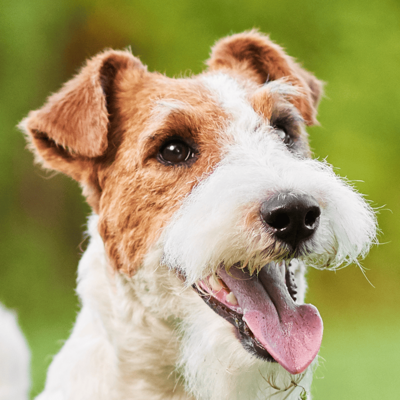 Perro feliz