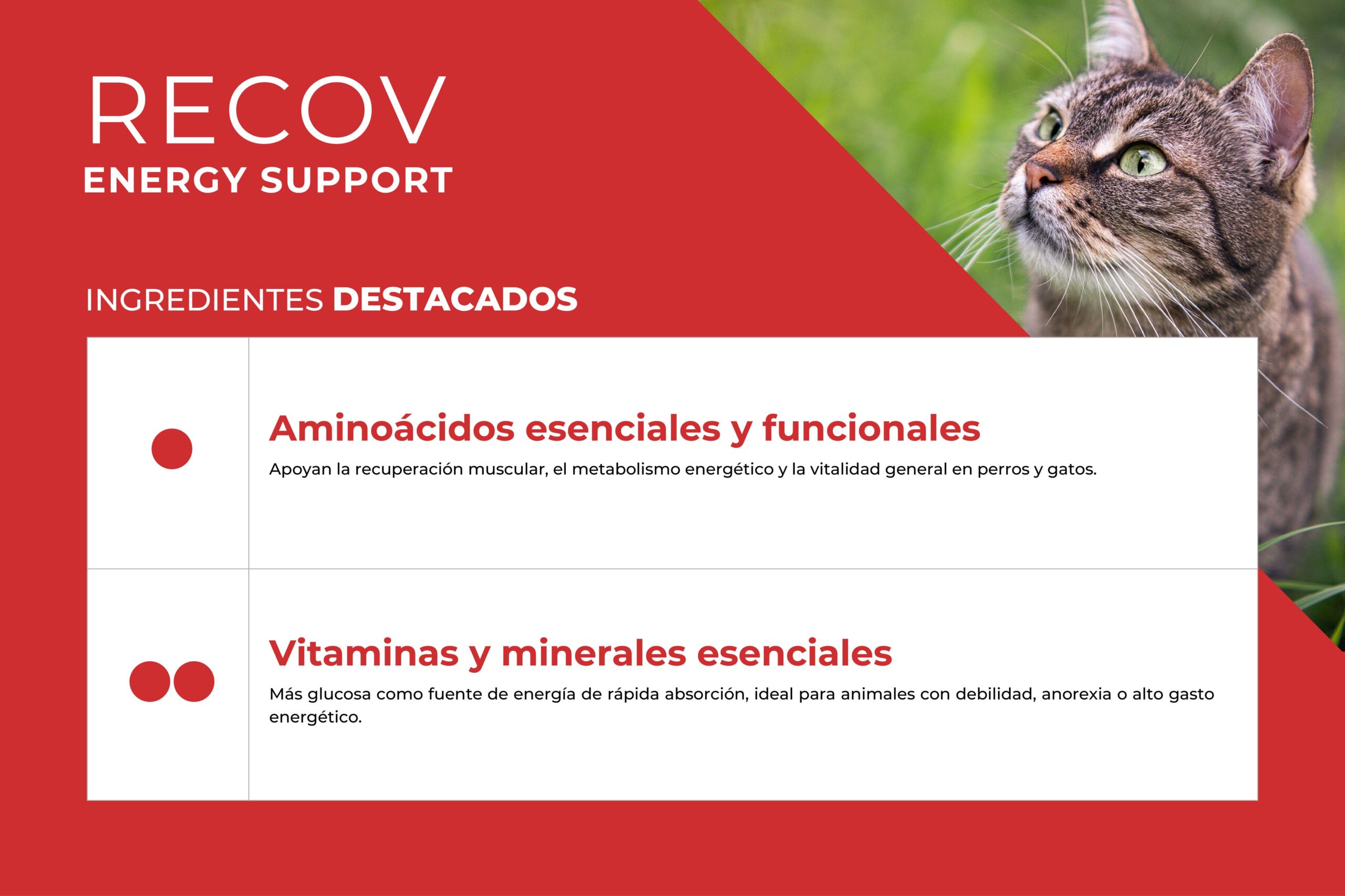 RECOV - Image 2