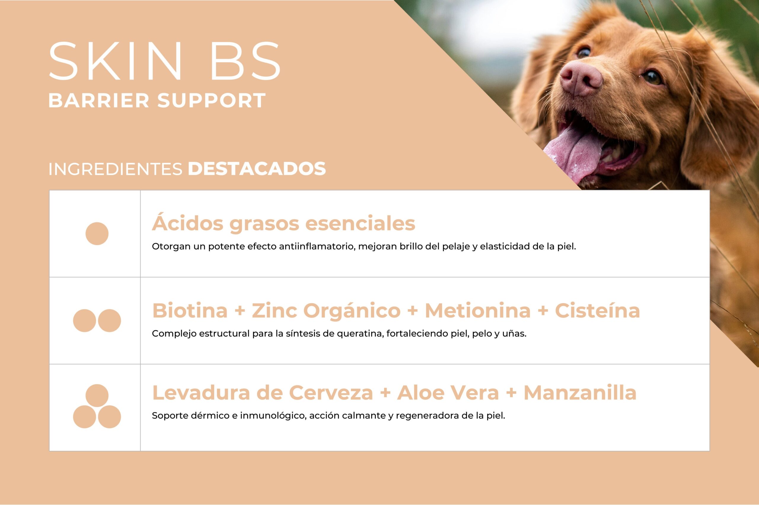 SKIN BS - Image 3