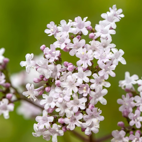 Flores